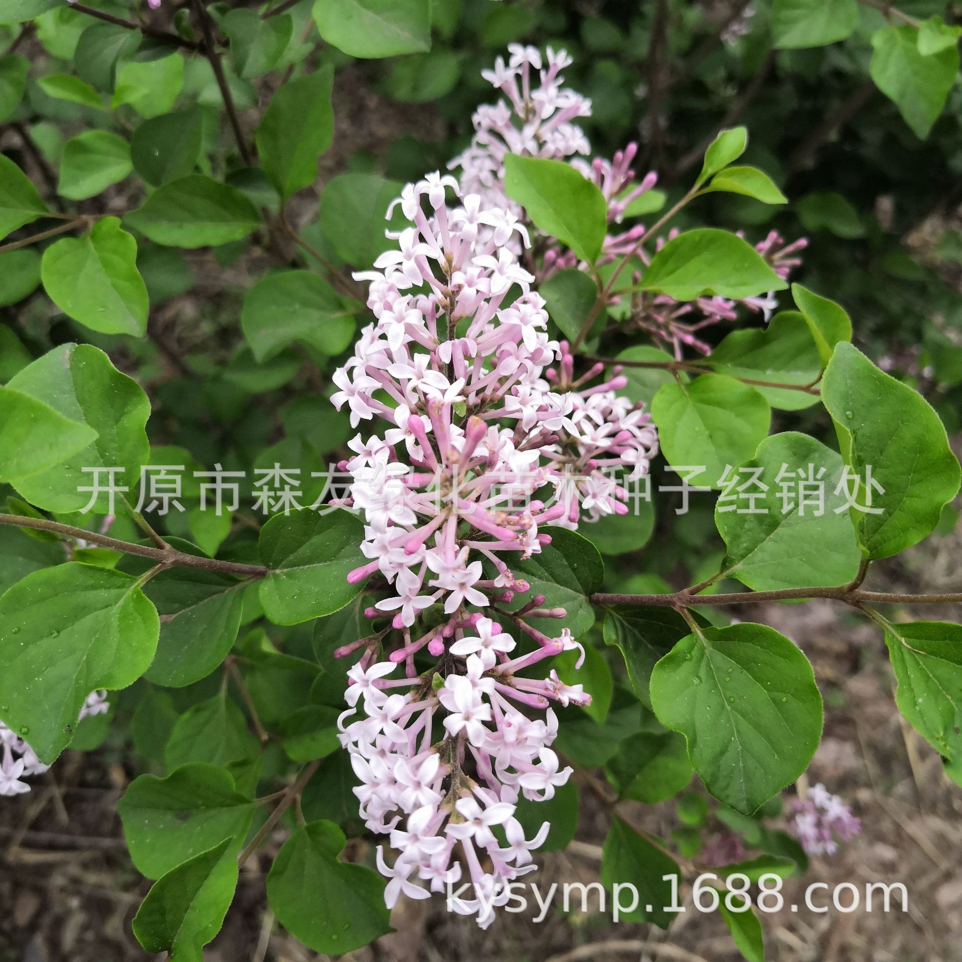 ΢��ͼƬ_20190310213026