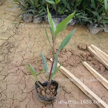 花厂批发紫花翠芦莉 园林绿化小袋苗翠芦莉 蓝花草