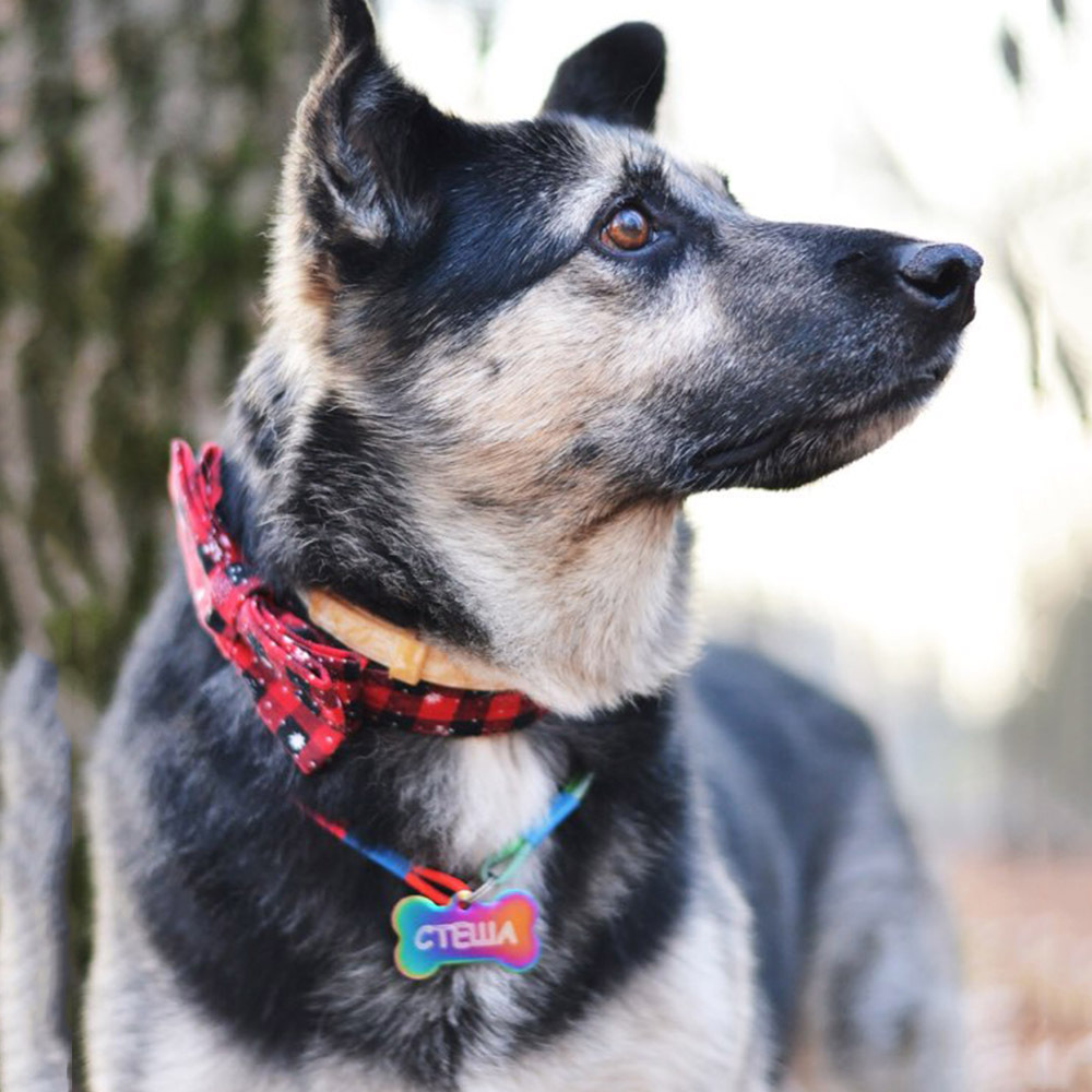 Pet Collar Close-up