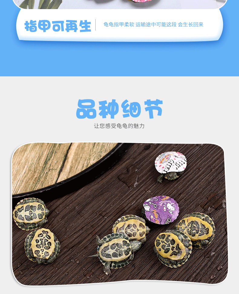 七彩小乌龟123_08