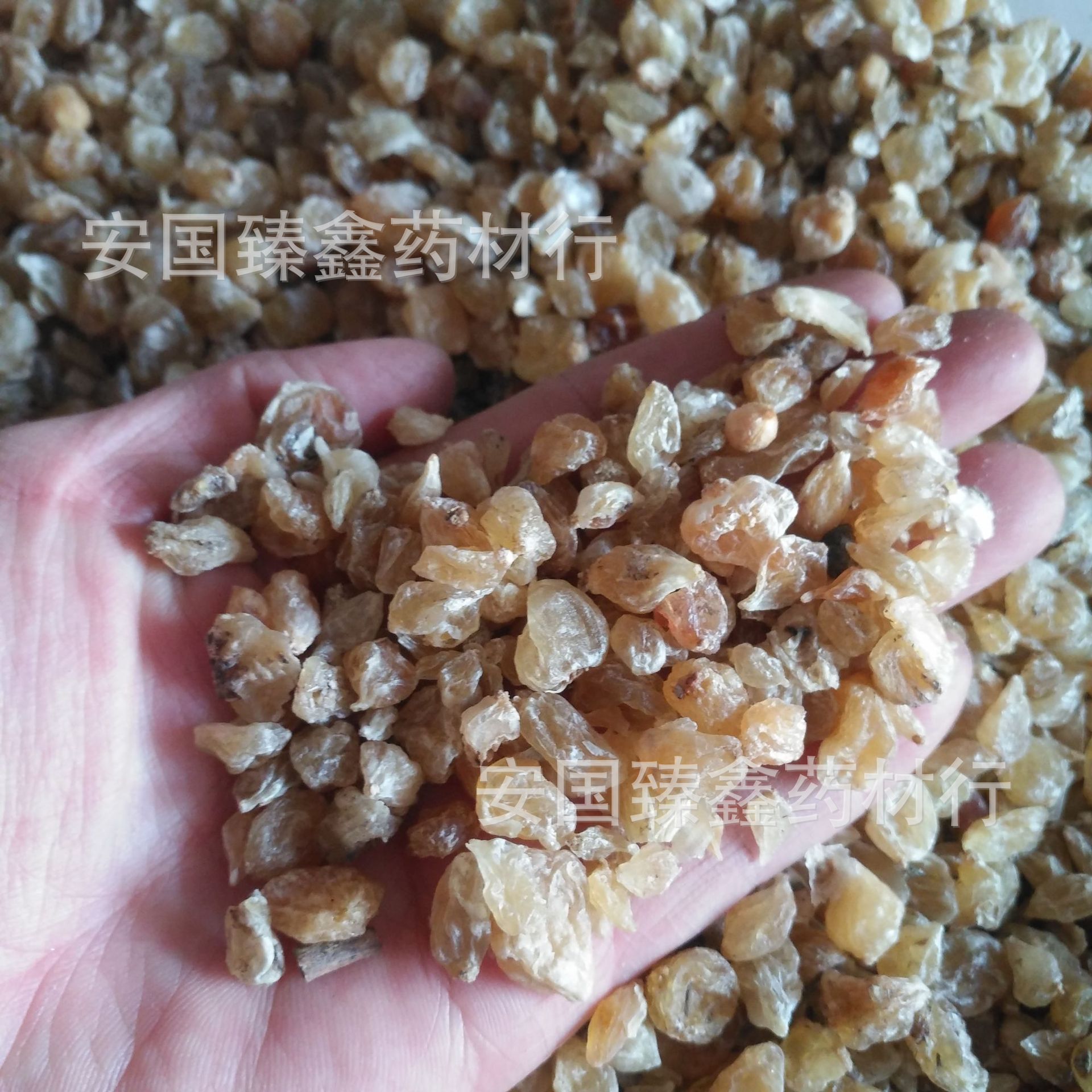 优质选货薤白 中药材野薤 野葱 薤白头 野白头-阿里巴巴