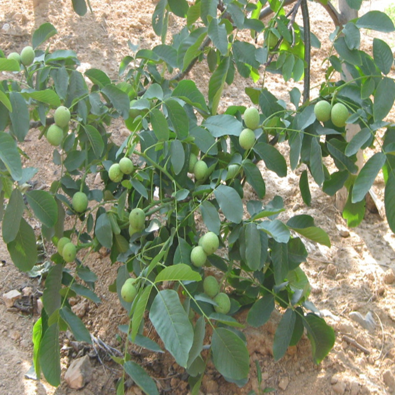 核桃苗 地栽果树苗 薄壳核桃树苗 高产种植技术 纸皮薄皮核桃小苗