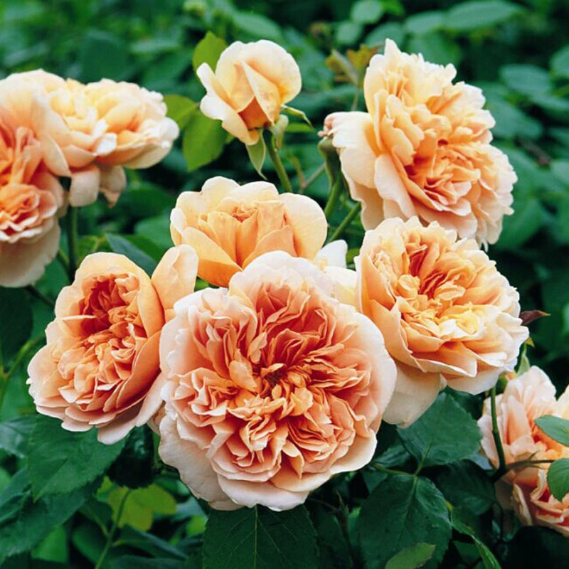 Европейская Луна Роза Рассада Чай Клипер (Чай Клипер) Чай Парусная Лодка Двор Балкон Горшечный Чай Парусная Лодка