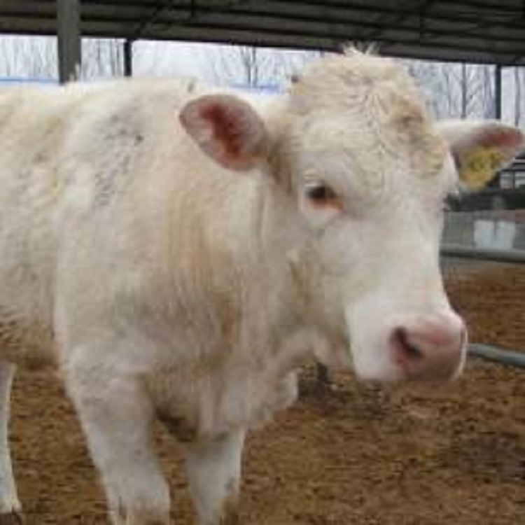 嘉旺 肉牛 利木赞牛 山东肉牛繁育基地   价格优惠