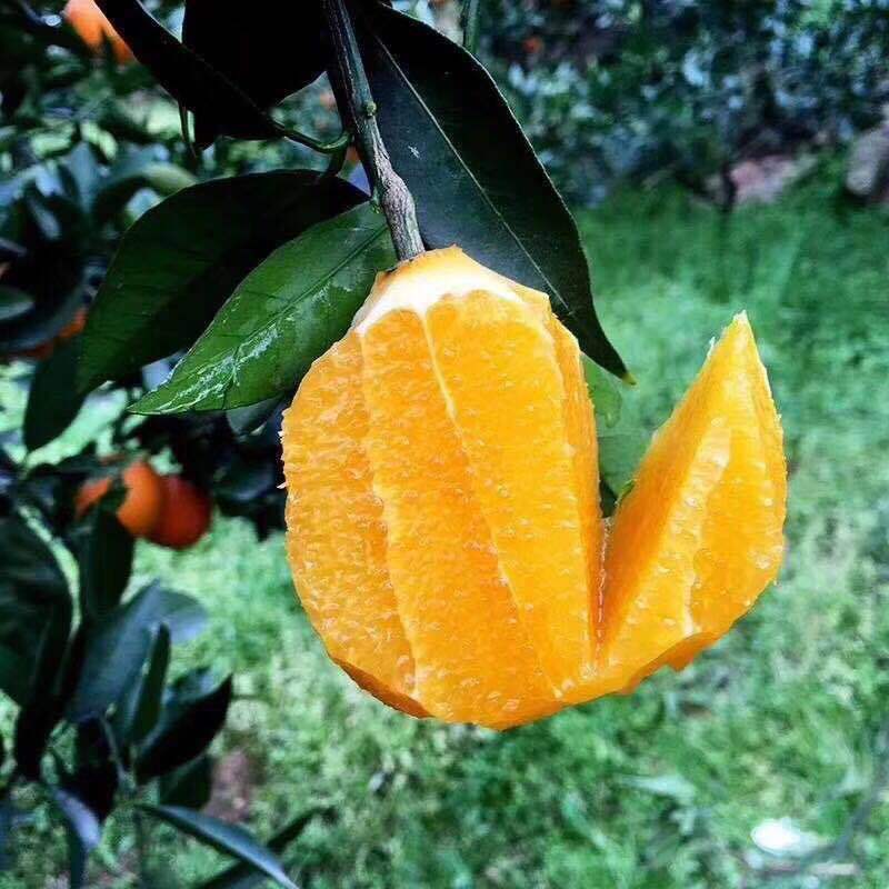 橙子秭归夏橙新鲜橙子非脐橙红橙冰糖橙应季孕妇水果一件代发