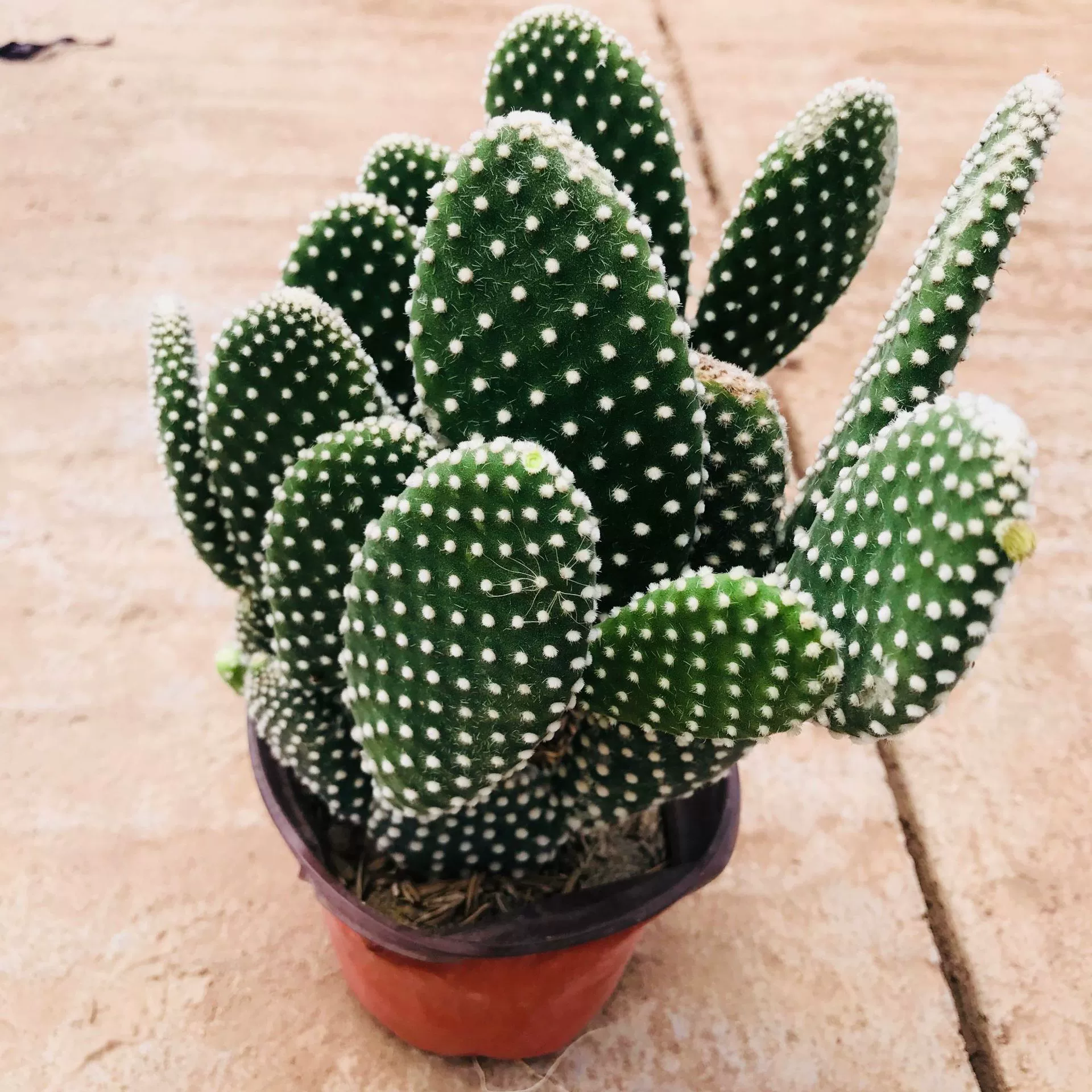 Кактус Суккулент Оптовая Продажа Белоснежная Пальма Офис Настольный Развлечение Формальдегид Поглощающий зеленое растение В горшке Белоснежная Пальма