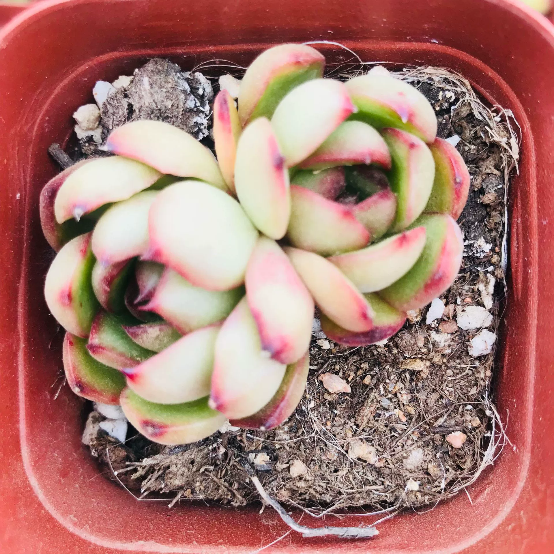 База продаж суккулентов Polarina настольных поглощающих формальдегид забавных мясных многоголовых групп суккулентов