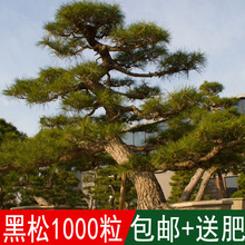 ľNѺɷNӄeѿɘNļɲľ