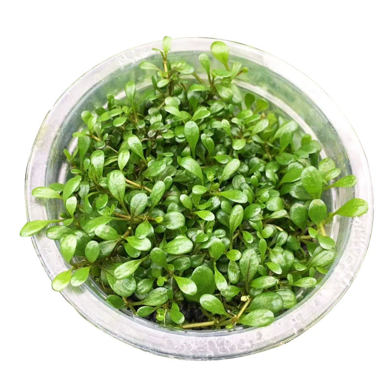 Японский карлик жемчужина вода трава вода баньян подводный лист Аквариум Декоративный озеленение настоящая водная трава оптом фотосинтетическая водная трава