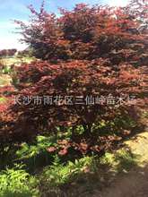 基地直銷湖南紅楓樹 各種規格的高桿嫁接紅楓 原生紅楓