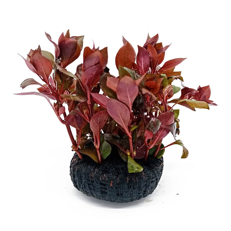 Туо трава фиолетовая сирень маленький Туо живые настоящие водные растения декоративные Сирень оптом фотосинтетические водные растения