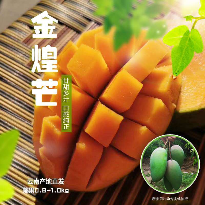 云南应季水果大青芒金芒金煌芒味甜肉多新鲜芒果基地直发一件代发