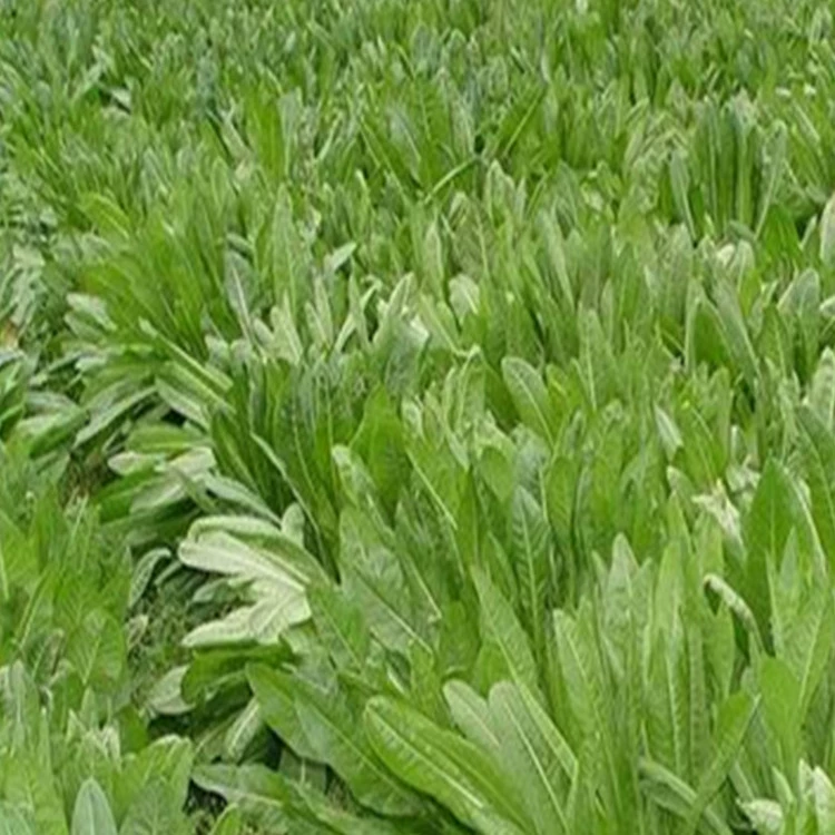 Фабрика оптом кормовые семена Румекс семена морозостойкие питательную ценность высокая урожайность высокое разнообразие большое количество