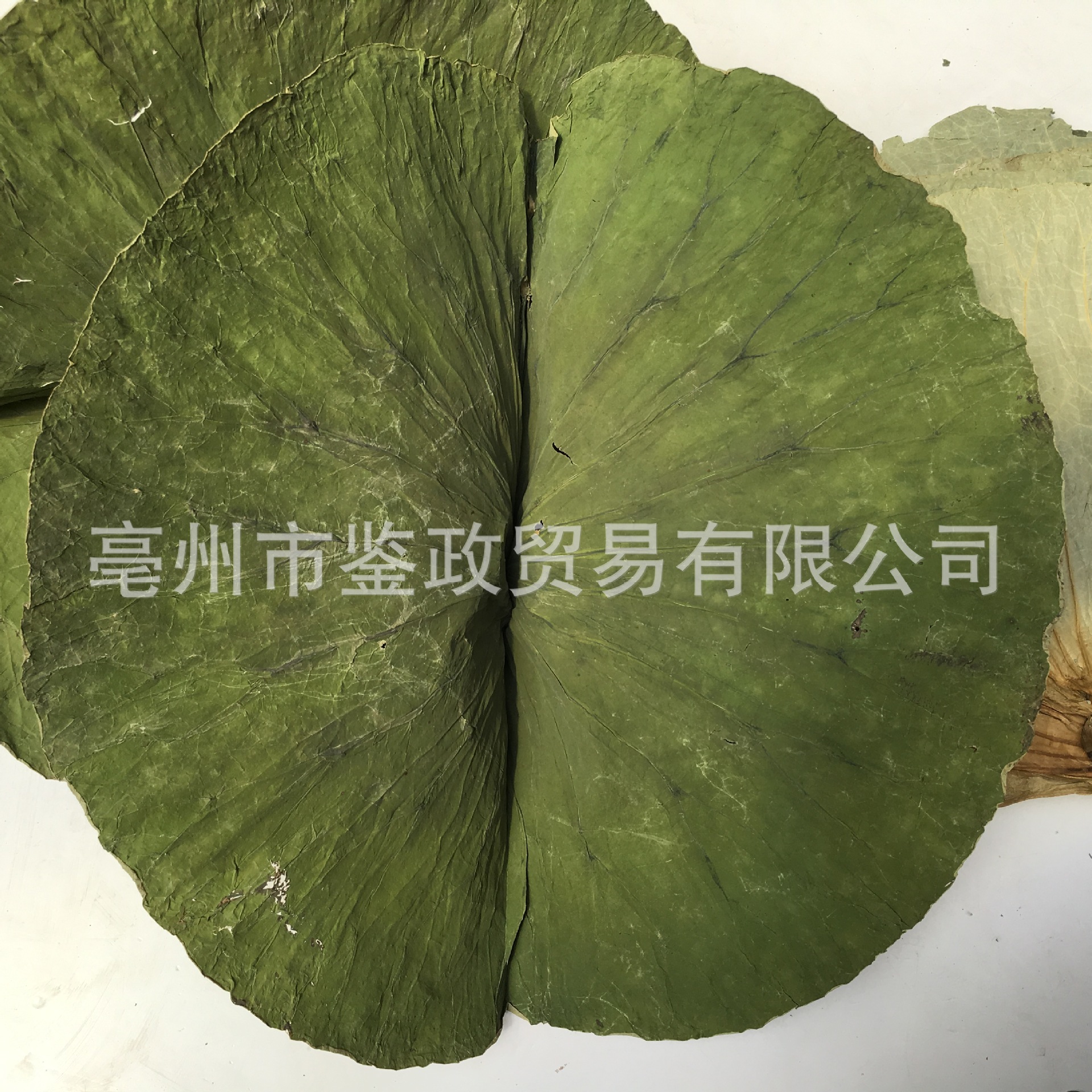 Whole Dried Lotus Leaf He Ye 500g Bag for Cooking Wrapping and Herbal Tea key features