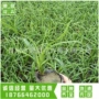 庭院基地大花绿化萱草花