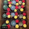 [Base directly batch] Three -color ball fairy ball fairy palm series multi -meat small potted mixed green plant