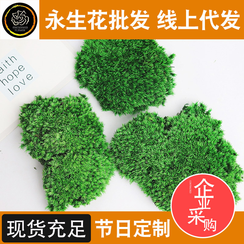 白发藓 保鲜花 苔藓花永生花材植物墙