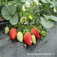 重慶草莓苗基地現貨供應采摘園草莓苗品種四川大棚草莓苗當年結果