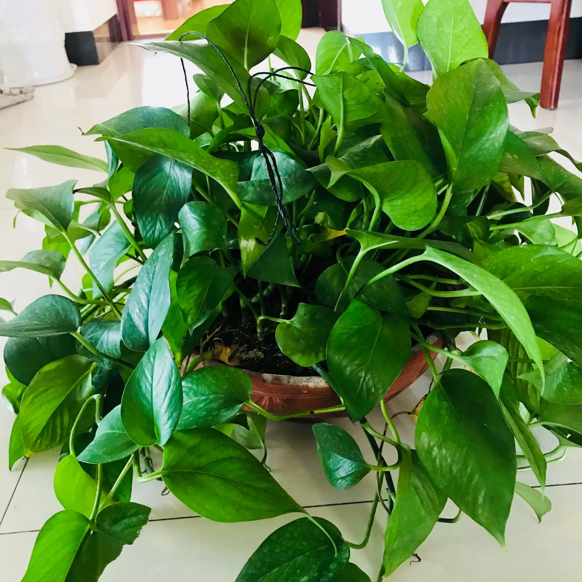 Продажа четырехсезонного вечнозеленого висячего растения орхидеи зеленый укроп гидропонное Выращивание почвы легко выжить, чтобы очистить воздушную листву, растение зеленый укроп