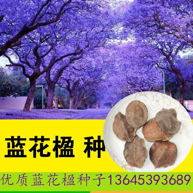 Jacaranda Рассада Семена Jacaranda Двор Растения Курорт Саженец Парк Декоративные Деревья Jacaranda Пейзаж Деревья