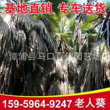 老人葵漳州基地 华盛顿葵批发 园林绿化工程供应棕榈