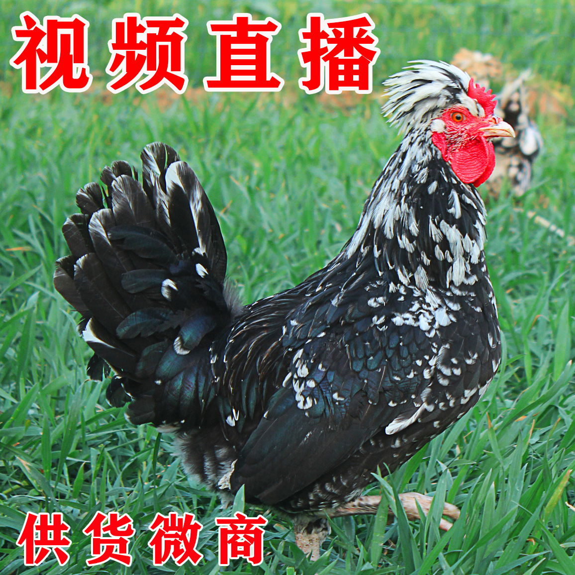 【良心食材】贵妃鸡贵妇鸡野鸡活体发货2-3斤微商产品一件代发|ru