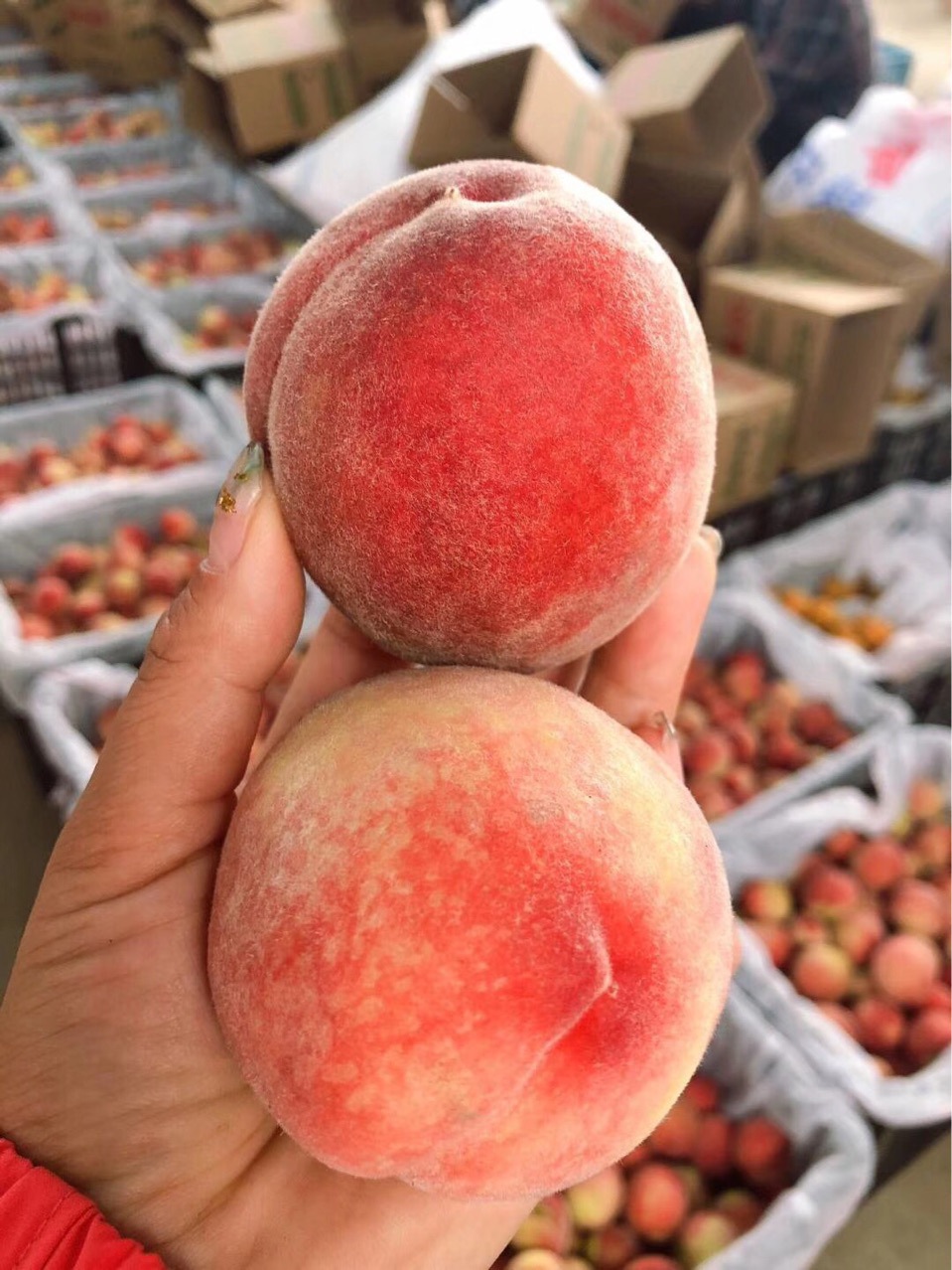 现季山东秋桃寒露蜜5斤金秋红蜜桃子脆甜当季新鲜水果映霜红冬桃|ms