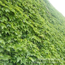 爬山虎苗遮阳降温墙体绿化绿叶藤蔓植物木质五叶地锦苗攀爬户外