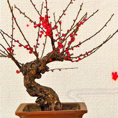批发 红梅盆景嫁接盆栽 红梅树苗冬季开花嫁接耐寒浓香型梅花树苗