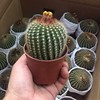 Base direct criticism of succulent cactus fairy ball plants Nan Guo Jade Yuxiong potted flowers and sandy green plants and transportation