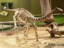 博物館恐龍化石擺件 劍齒龍仿真動物模型 酒店會所裝飾高檔擺設