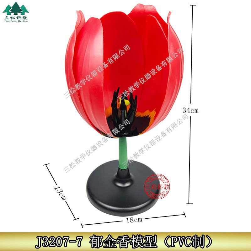 生物教学仪器 植物模型 郁金香模型 各类花模型 教学模型