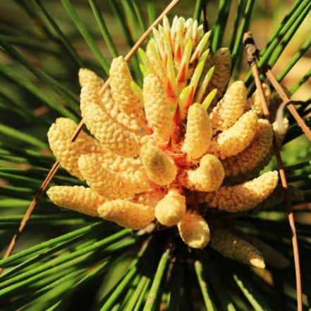 Pine Pollen Song Hua Fen Loose Raw Herb 100g Bulk Botanical Ingredient specifications