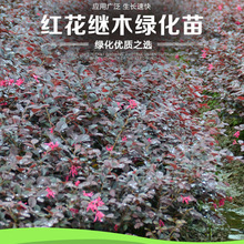 t^ľ糣ͥԺGеhbʻľֲ