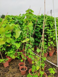 906 Supply Big Flower Old Duckbill 1.5-2 m High Potted Seedling Vine