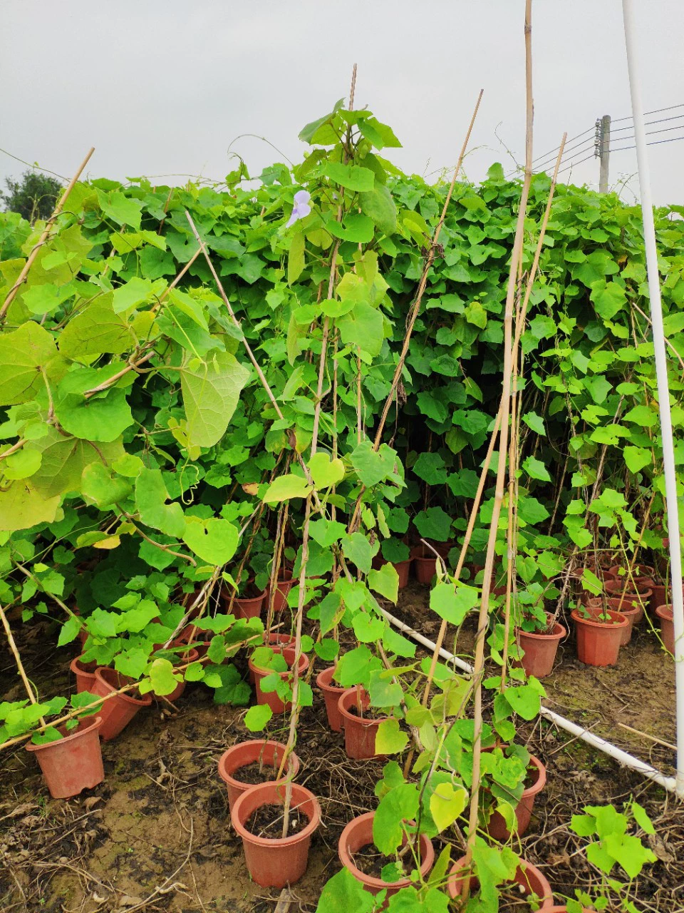 906 поставка большого цветка старая утка клюв 1,5-2 метра