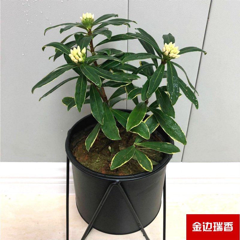 Planta verde de escritorio mayorista flor de oficina flor de rosa verde árbol rico base de plantas de maceta interior suministro image 16