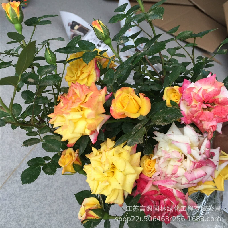 Вертикальное озеленение Мокрая виноградная лоза радуга многосезонная цветущая роза восхождение на виноградную лозу нейтральное комнатное цветочное растение