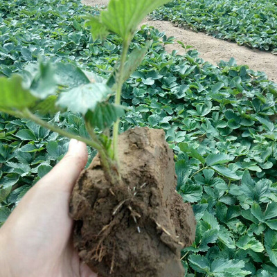 草莓苗大量批發草莓苗批發優質草莓苗品種産量高甜草莓苗