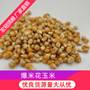 Manufactor wholesale Corn Corn Popcorn Corn grain Burst Corn Grain Coarse Cereals