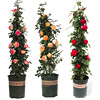 Teng Ben Rose Flower Miao Daosheng Courtyard Plant Pottery Potted Rose Rose Climbing Teng Rose Four Seasons Four Flower Four