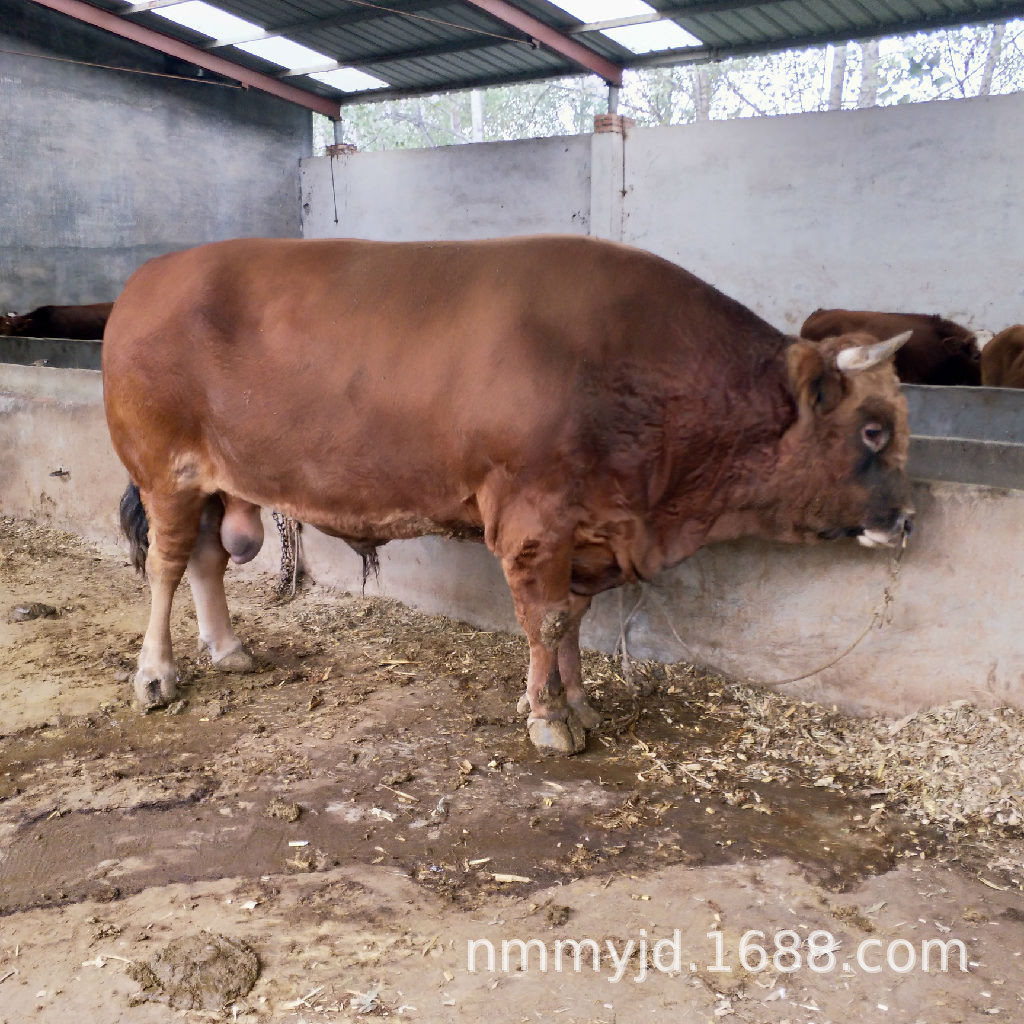 江西黄牛养殖场批发小黄牛牛犊价格 贵州湖南湖北