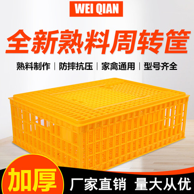 男篮凝集力气为国而战