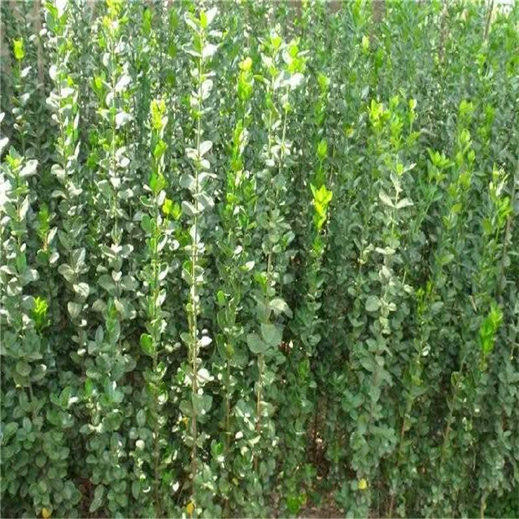 Озеленение рассады уличных деревьев Растения ежей Populus japonicus Рассада Хоккайдо Populus Холли Рассада Вечнозеленая в четыре сезона