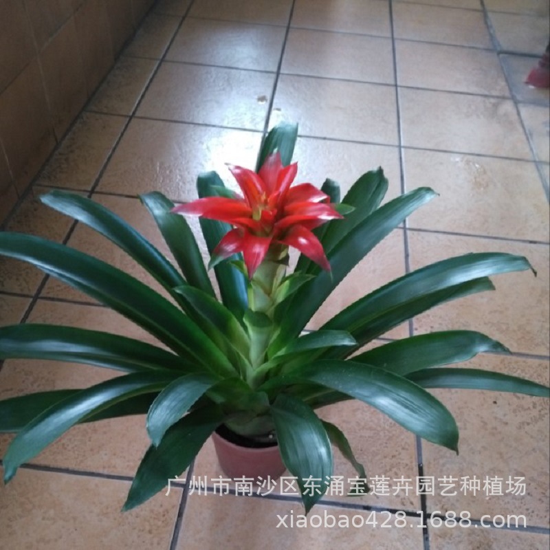 基地供应室内观赏凤梨鸿运当头吉利红星花卉盆栽植物热销年宵花-阿里巴巴