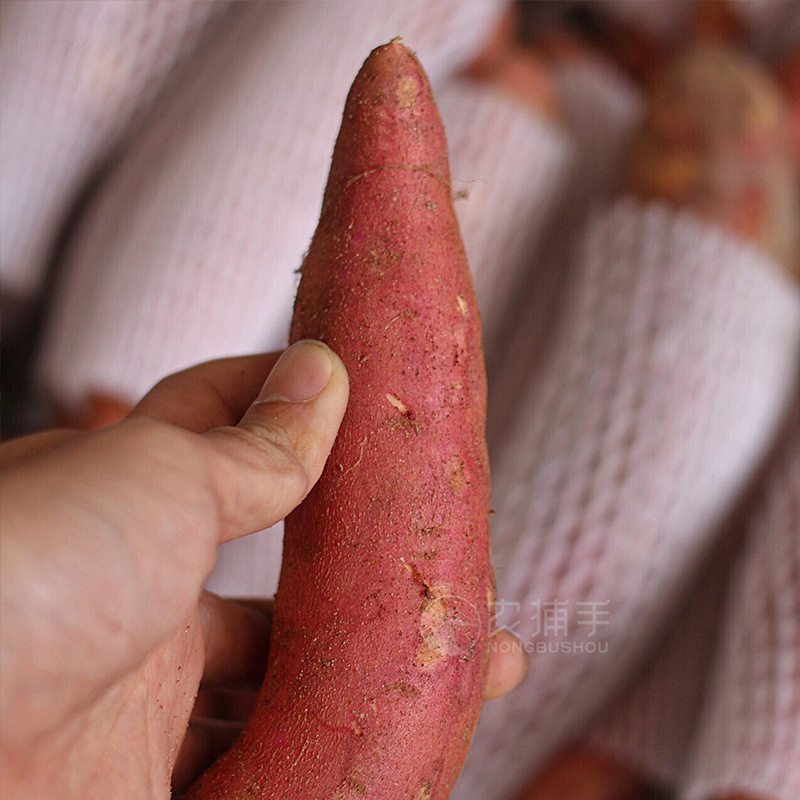 【农捕手】福建六鳌沙地红薯红心地瓜番薯烤地瓜用40斤省内包运费