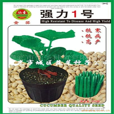 黄籽南瓜嫁接种子强力一号南瓜砧木种子600粒装寿光蔬菜种子