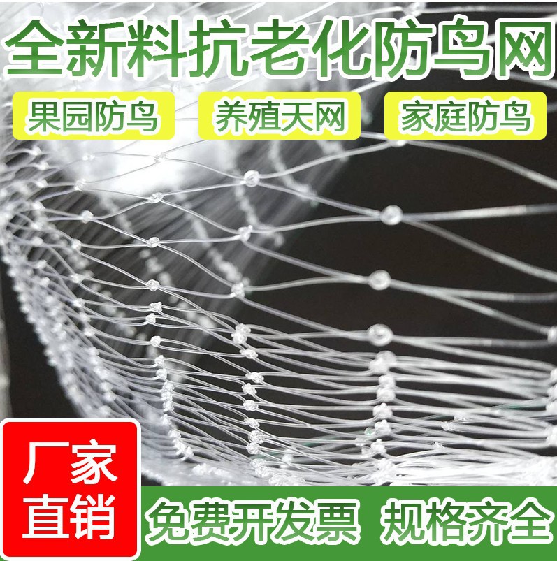 防鸟网透明白色综丝尼龙防鸟网泥鳅养殖 葡萄果园果树樱桃鱼线网