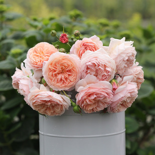 Austin Fragrant Rose Seedlings William Morris Vine Large Flower Rose Potted Balcony Terrace Roof Plant