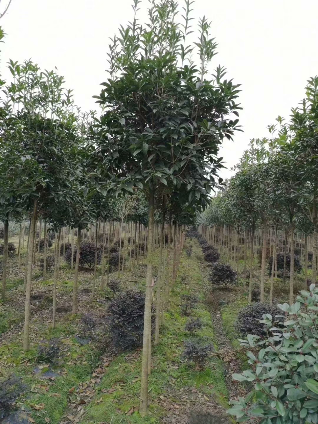 1.5米分枝桂花苗3